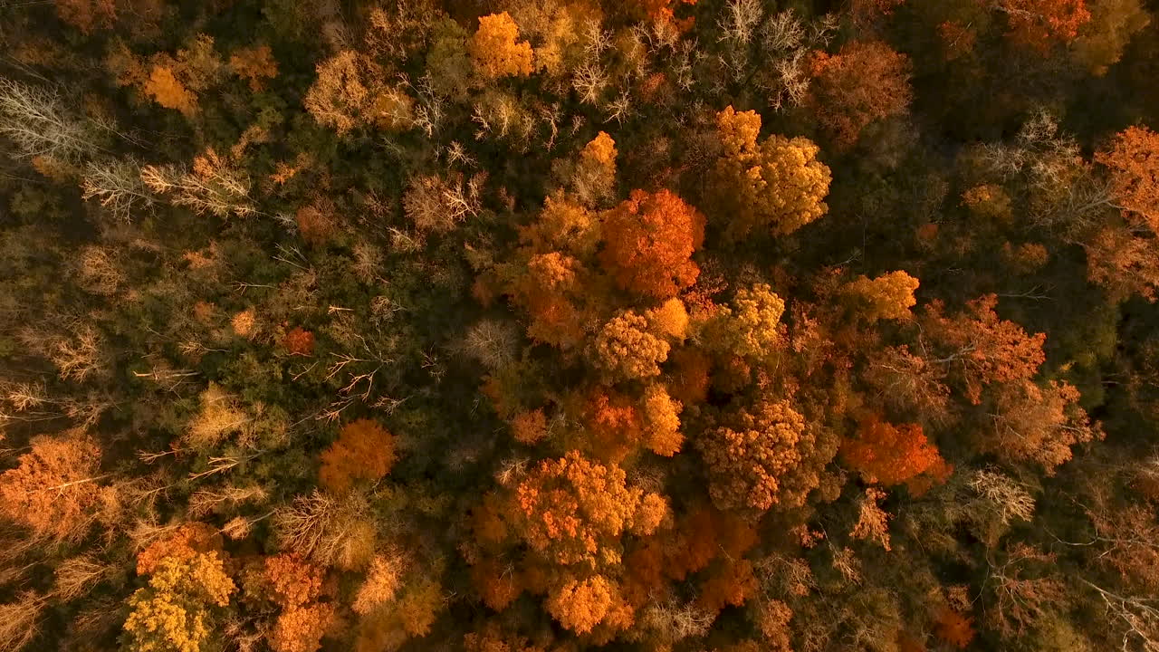 tiro de drone creativo hacia abajo bosque de otoño moviéndose lentamente