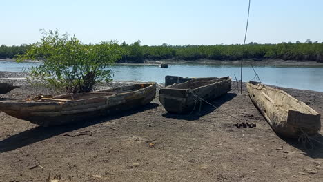 Three-artisanal-fishing-pirocas,-built-from-tree-trunks-next-to-the-Indomar-river-in-Quinhamel,-with-a-large-green-mangrove-forest-in-the-background,-in-Guinea-Bissau