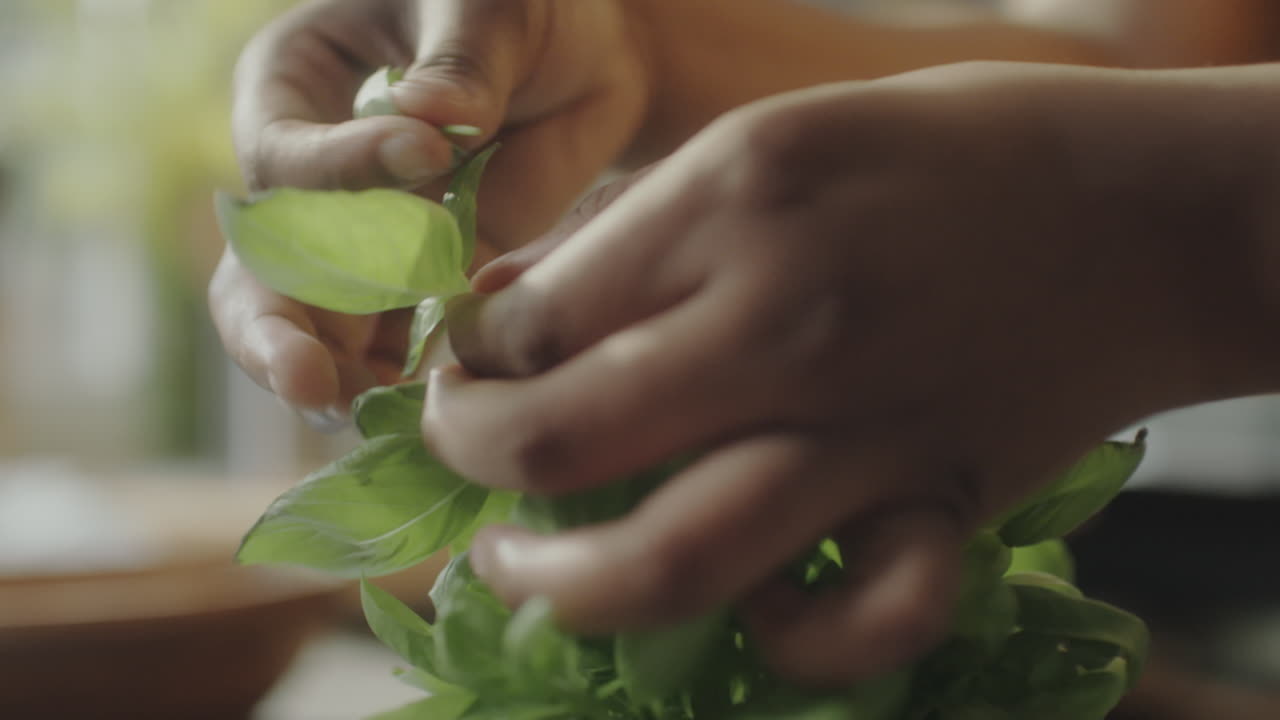 Hands Picking Fresh Basil Leaves