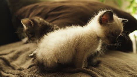 Tabby-and-Siamese-kittens-resting-on-a-couch,-handheld-medium-shot