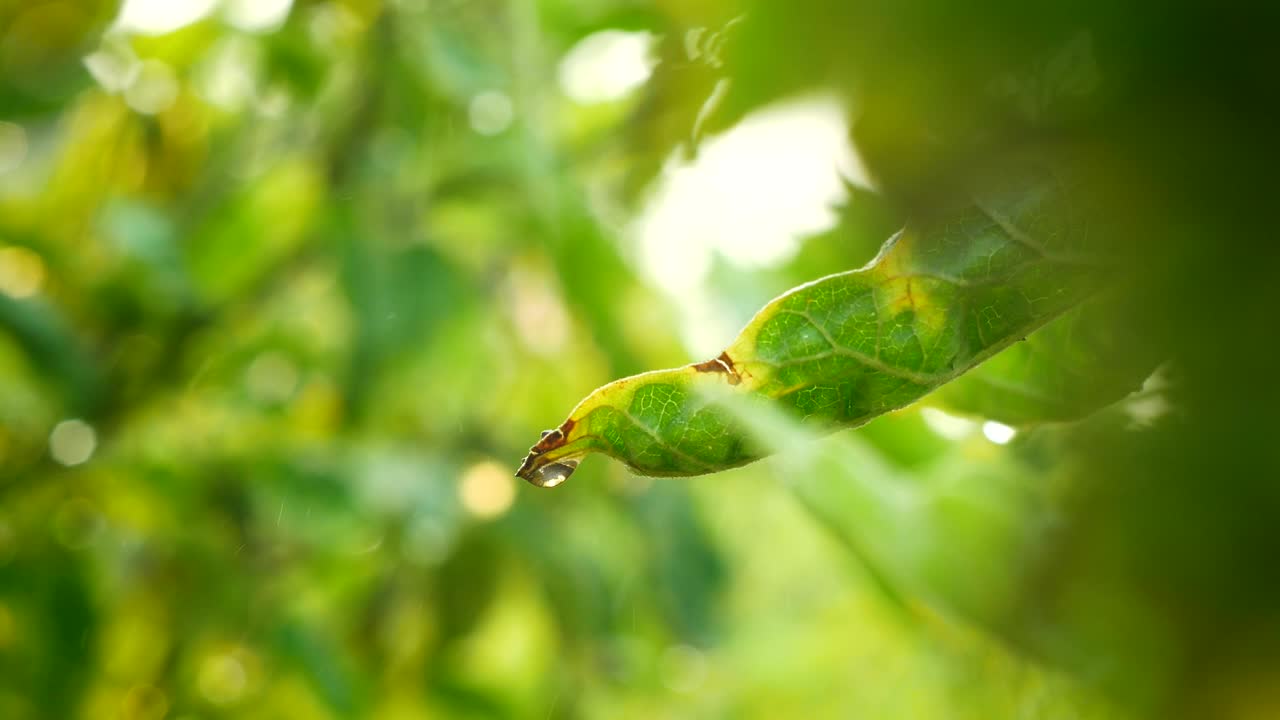 봄 물이 떨어지는 신선한 농장 녹색 식물 채소