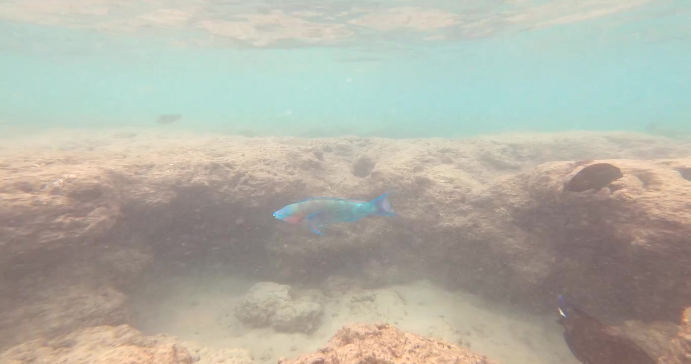 Farverig papegøjefisk på Hawaii; Snorkling POV