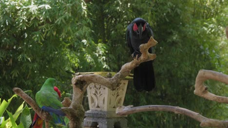 two ara parrots perched on a branch against a backdrop of lush green trees