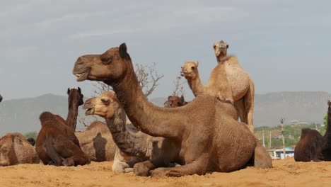 Camels-at-the-Pushkar-Fair,-also-called-the-Pushkar-Camel-Fair-or-locally-as-Kartik-Mela-is-an-annual-multi-day-livestock-fair-and-cultural-held-in-the-town-of-Pushkar-Rajasthan,-India.