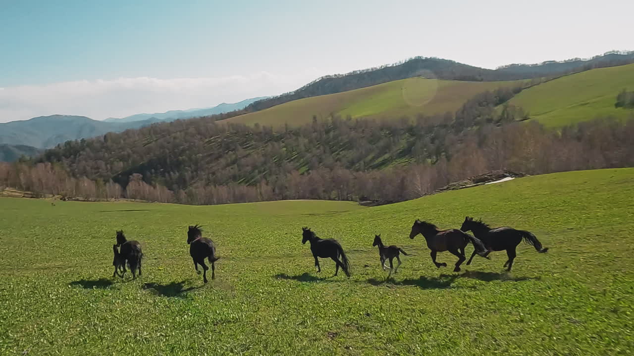 caballos oscuros con potros de patas rápidas galopan a lo largo de un valle montañoso