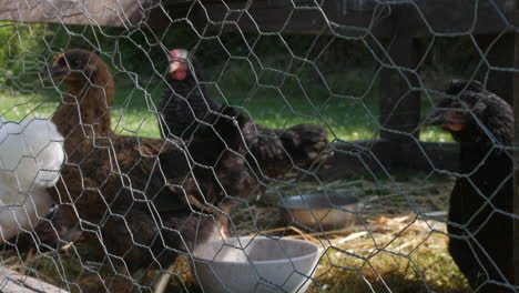 close up of chickens in a coup on a farm behind chicken wire