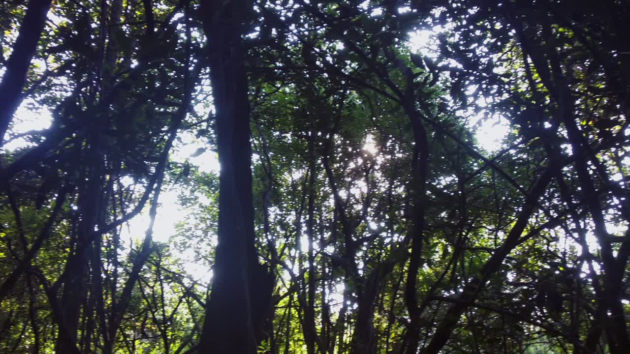 Horizontal camera move showing small bent trees were shined and shadowed by the sunshine bringing a new perspective of seeing things in life