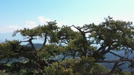 holy pine, sveti bor, old tree atop kamena gora mountain serbia, aerial flyover