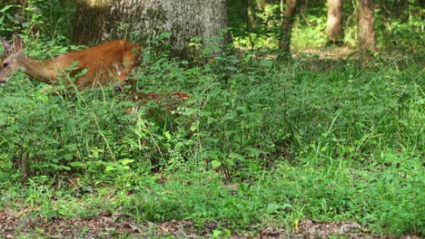 Ciervos-Alimentándose-En-El-Bosque-Manchado-De-Cervatillo