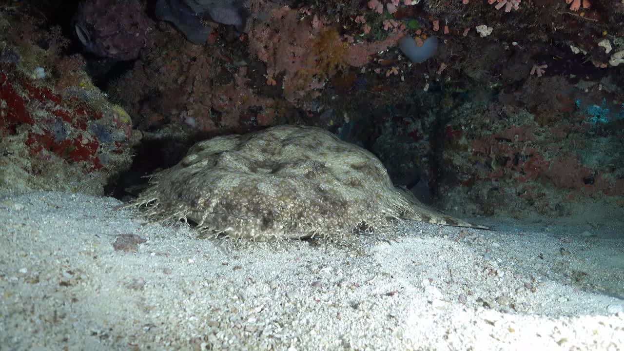 tiburón wobbegong durmiendo en el fondo arenoso