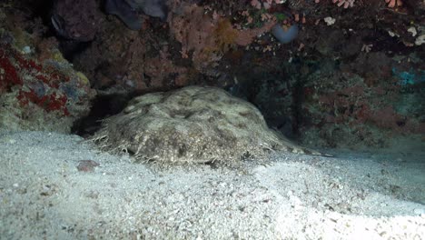 wobbegong shark sleeping on sandy bottom