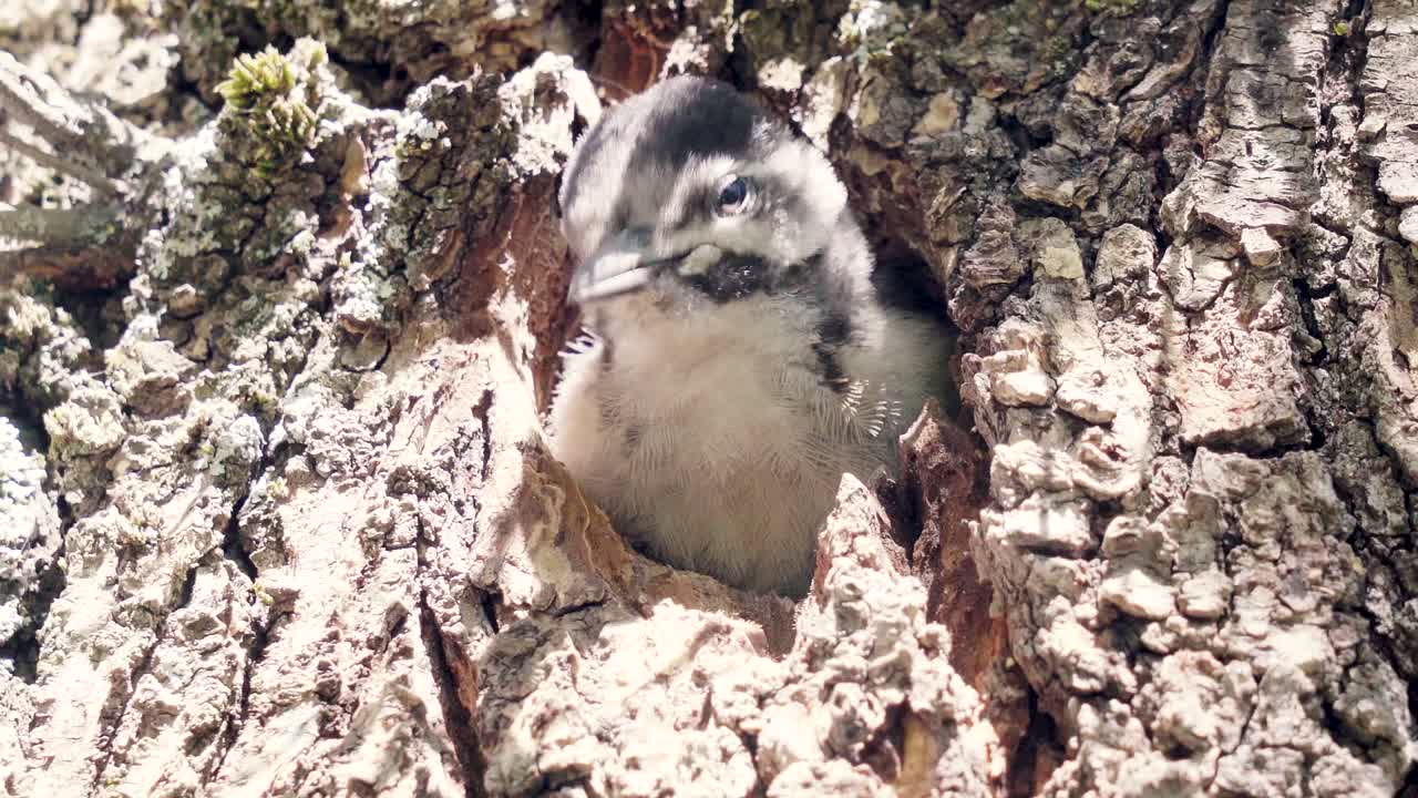 pájaro carpintero manchado de bebé en islas canarias que se retrae y sale del nido en el árbol repetidamente, islas canarias, españa, europa