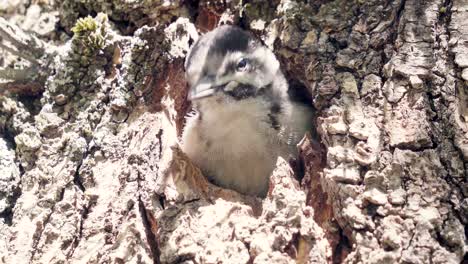 baby spotted woodpecker in canary islands retracting and coming out of nest in tree repeatedly, canary islands, spain, europe