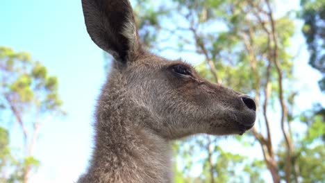 close up head shot of a wild eastern grey kangroo, macropus giganteus in its natural habitat, native australian species spotted in wildlife sanctuary