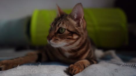 Bengal-cat-in-natural-light-with-a-warm-feel-looking-at-the-camera