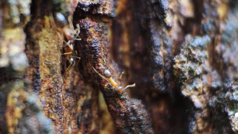 Close-up-shot-of-black-ants-crawling-through-cracks-in-tree-bark--slow-motion