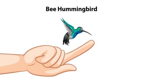 animation of a hummingbird landing on a hand.