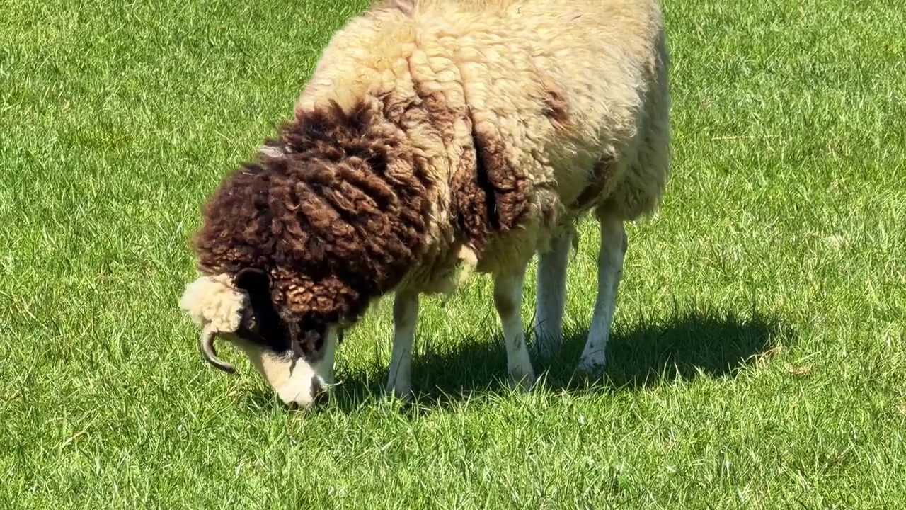 Pecore domestiche con lana marrone e bianca che mangiano erba in un pascolo soleggiato in una fattoria.
