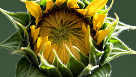 stages of a sunflower bud opening