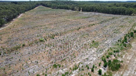 drone view over a young pine plantation near woodend in victoria, australia. march 2025