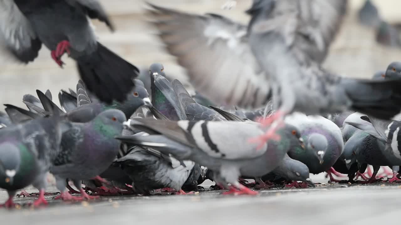 먹이를 먹는 비둘기 무리
