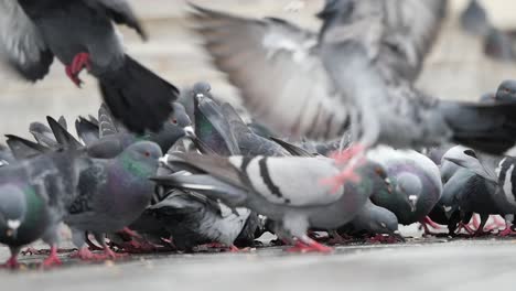 una bandada de palomas que se alimentan