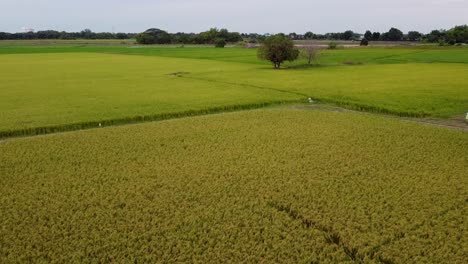 Las-Hermosas-Tierras-De-Cultivo-Verdes-De-Tailandia---Reversa-Aérea