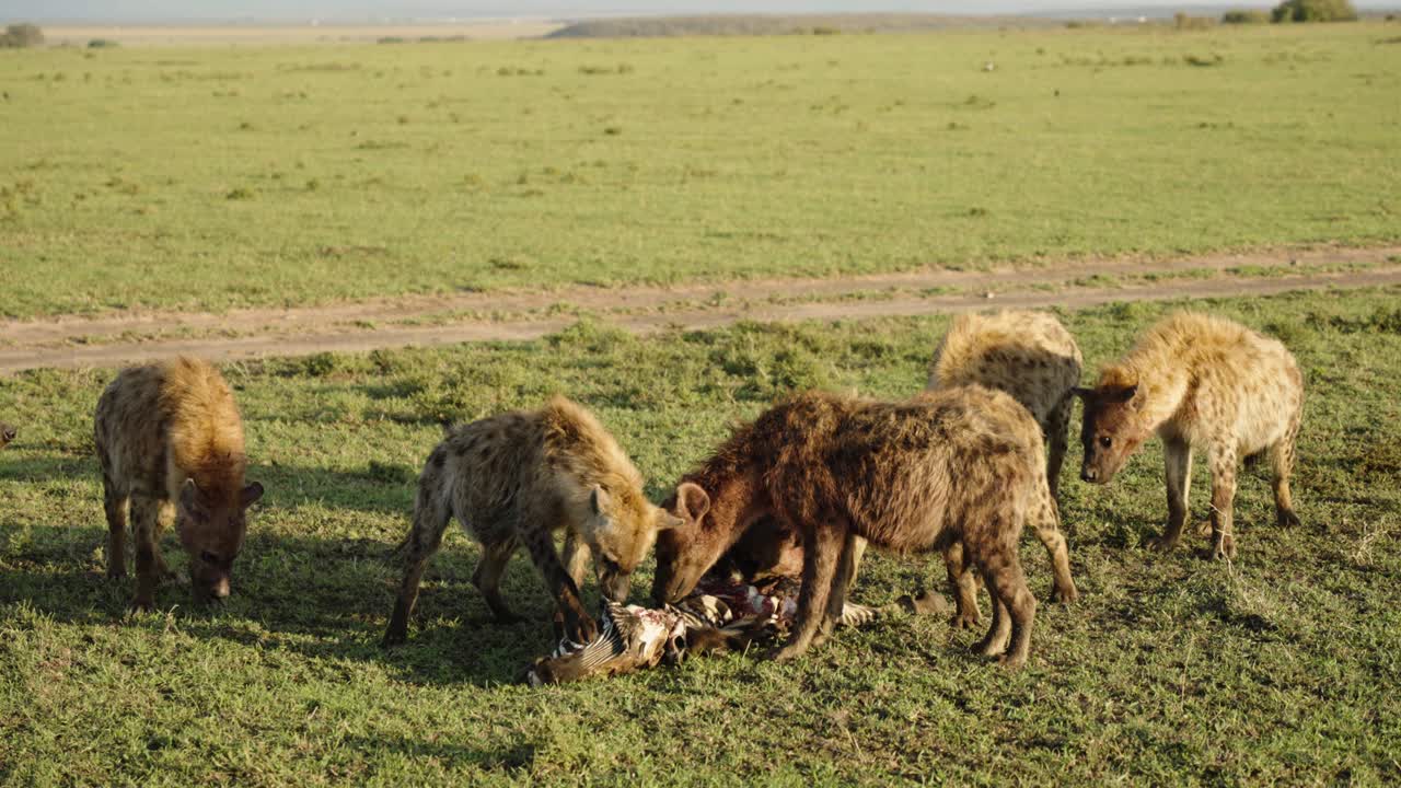 Un branco di iene che mangia una zebra morta nel paesaggio selvaggio