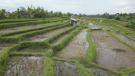 Paddy-rice-fields-in-Canggu,-Bali,-Indonesia,-aerial-shot-tilt-up-to-a-bright-horizon