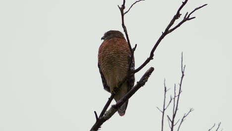 Red-shouldered-hawk-perched-on-a-large,-barren-branch-in-the-pouring-rain