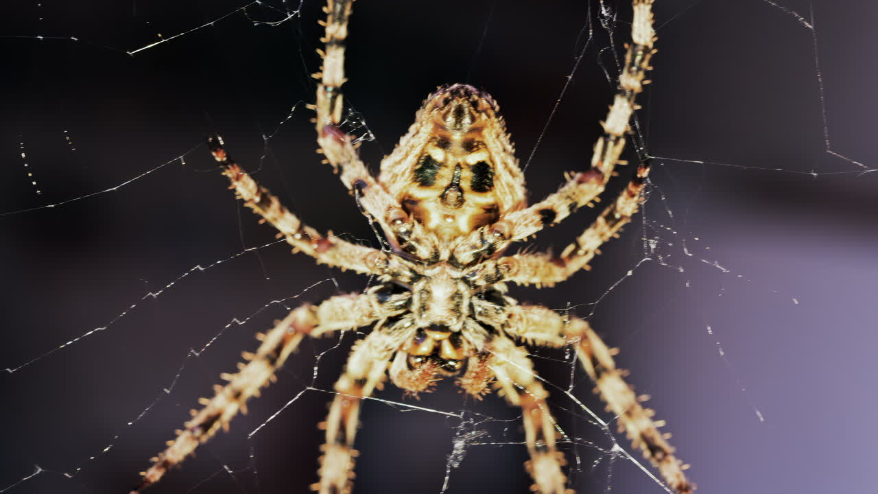 Close up of a spider sitting in its web, showing intricate details of its body and fine silk threads