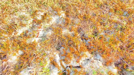 Dried-crops-on-infertile-soil-after-a-drought