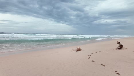 stray dogs on tropical beach of south asia sri lanka indian ocean coastline