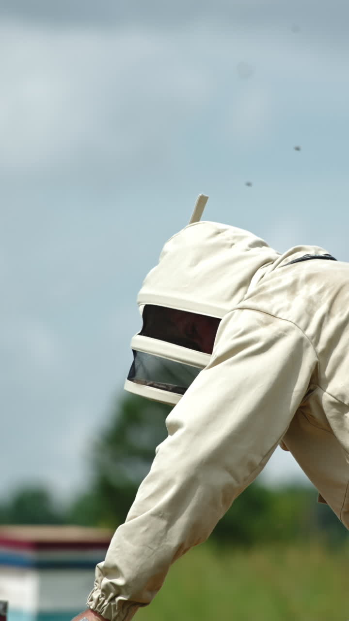 Male apiarist bent over the hives in his bee farm. Beekeeper uses metal tool in his check-up. Blurred backdrop. Vertical video