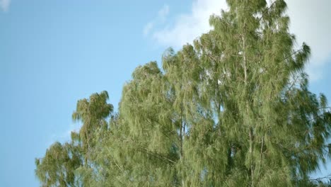 Pine-trees-forest-with-the-sky-and-scene-motion-of-rotation