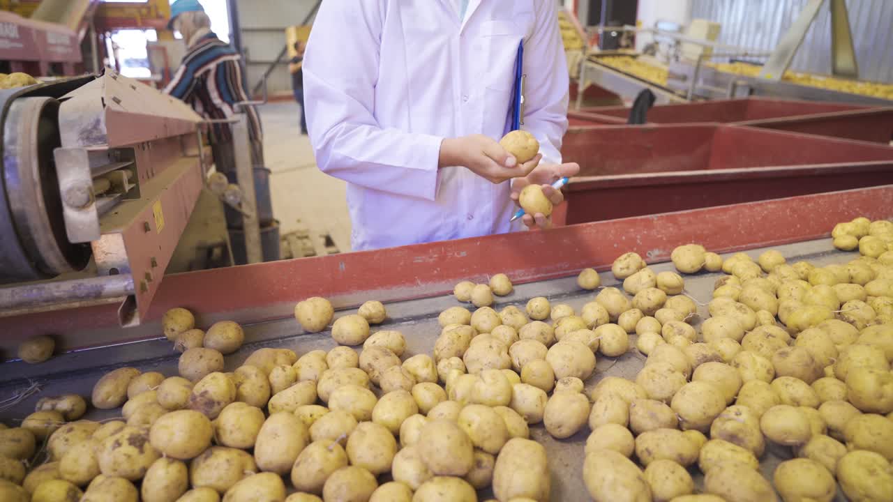 el trabajador agrícola que inspecciona las patatas de siembra toma notas y trabaja.