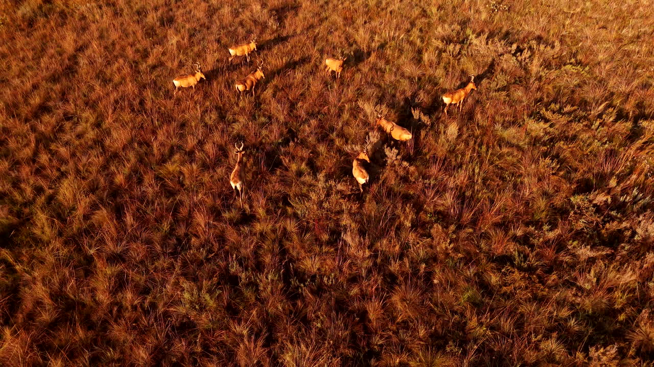 Sunrise aerial view of calm herd of hartebeest antelope standing in bushveld