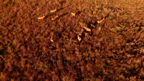 sunrise aerial view of calm herd of hartebeest antelope standing in bushveld