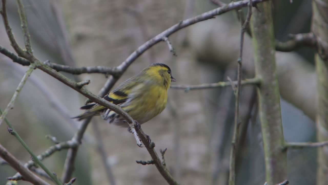 En han Grønsisken, Carduelis spinus, der sidder i et frugttræ sent på vinteren. Storbritannien.