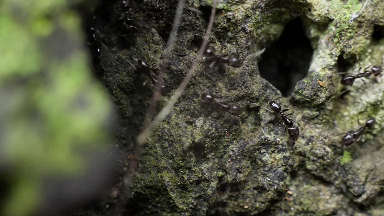 Slow-motion bokeh footage capturing ants walking carefully across a textured stone outdoors