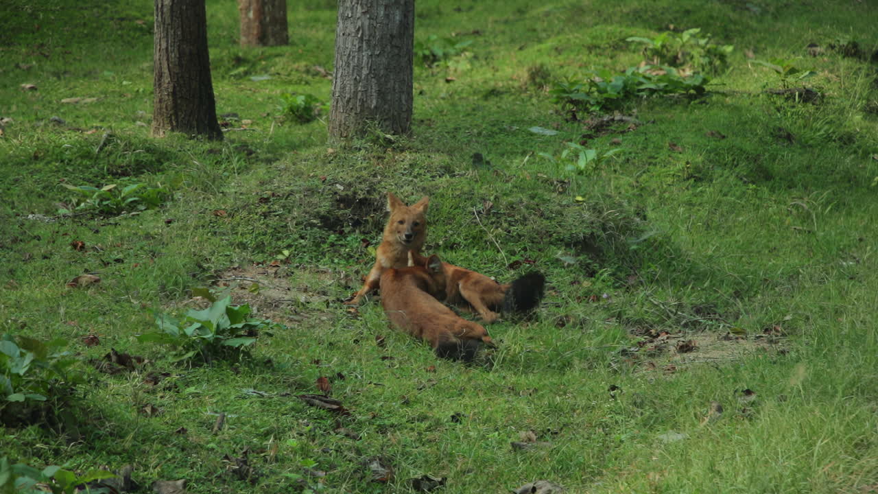 Two Dhole Indian Wild Dogs resting during morning hours in Nagarahole Forest, India
