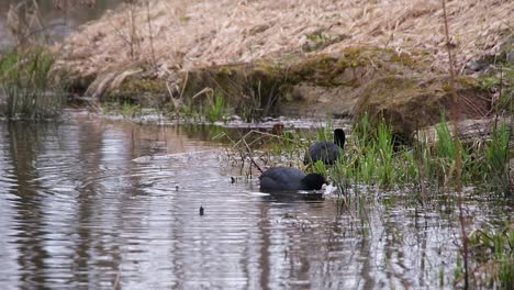 dos pájaros de coot flotando en un estanque cerca de la orilla en hierba verde en busca de comida