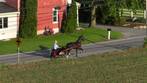 aerial approach of amish man riding in wagon cart pulled by horse