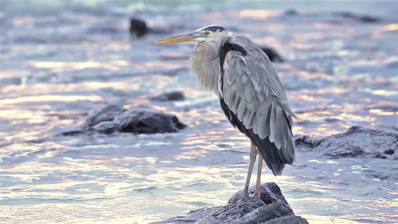 большая голубая цапля сидит на скале на закате на острове северный сеймур в национальном парке и морском заповеднике галапагос в эквадоре