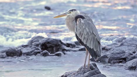 gran garza azul encaramada en una roca al atardecer en la isla seymour norte en el parque nacional galápagos y reserva marina ecuador