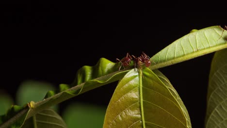 dos hormigas bebiendo néctar de plantas tropicales, reserva nacional de tambopata, perú