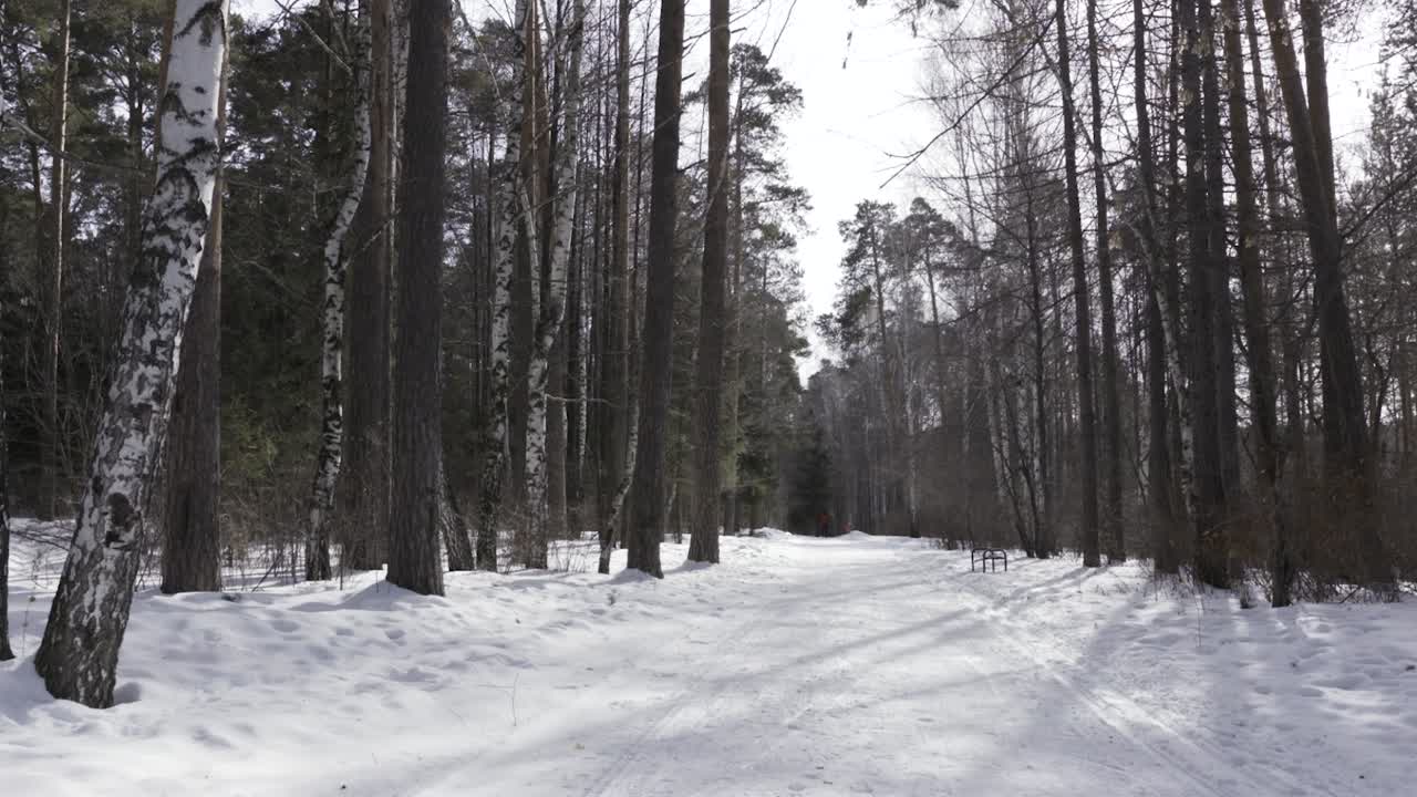 겨울에 눈 인 숲길