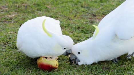 two cockatoos interacting over an apple