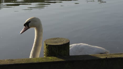 Cerca-De-Un-Cisne-Nadando-Lentamente-En-El-Lago-Con-Reflejos-De-Luz