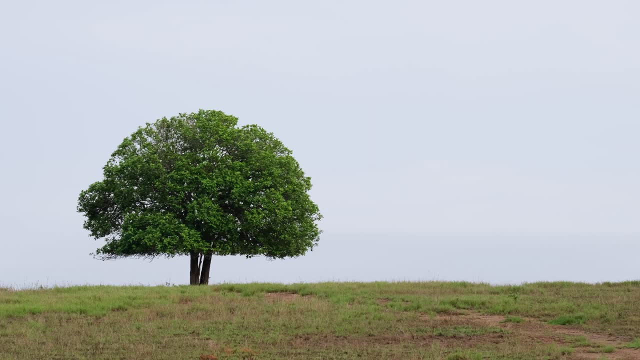 A zoom out of this lovely tree in the middle of a grassland in Phu Khiao Wildlife Sanctuary in Thailand